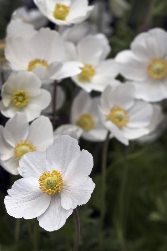 无人,竖图,室外,特写,白天,美景,植物,英国,景观,花,粉色,白色,自然,景色,摄影,银莲花,自然风光,苍白,彩图,对焦,多年生植物