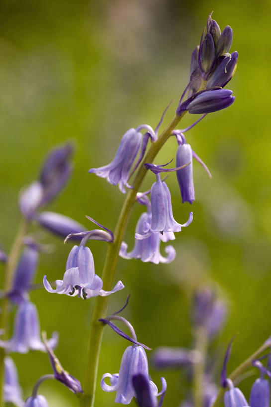 无人,竖图,室外,特写,白天,美景,植物,蔬菜,英国,新鲜,景观,食品,花,食物,蓝色,绿色,自然,春天,景色,摄影,有机食品,绿色食品,自然风光,野风信子,彩图,对焦