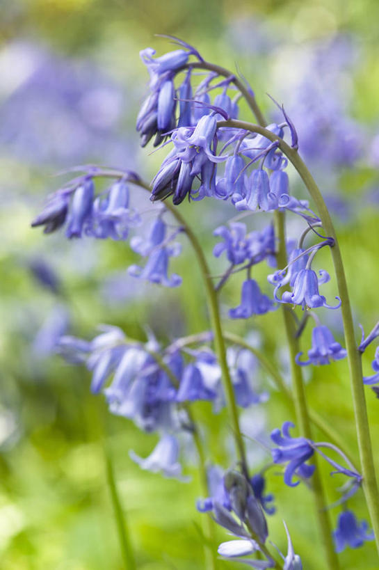 无人,竖图,室外,特写,白天,美景,植物,蔬菜,英国,新鲜,景观,食品,花,食物,蓝色,自然,春天,景色,摄影,有机食品,绿色食品,自然风光,野风信子,彩图,对焦