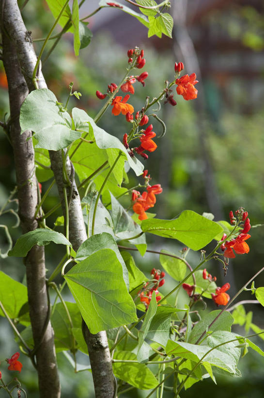 无人,攀登,竖图,室外,特写,白天,美景,植物,豆,蔬菜,叶子,英国,景观,园艺,花,红色,绿色,自然,夏天,景色,摄影,生长,自然风光,红花菜豆,彩图