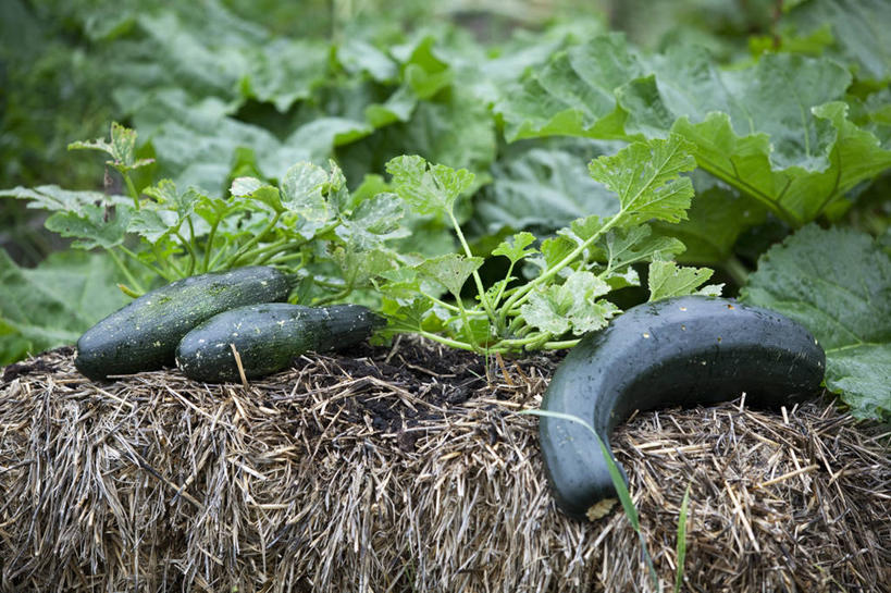 无人,横图,室外,白天,美景,植物,蔬菜,叶子,英国,景观,园艺,食品,稻草,饮食,绿色,自然,夏天,景色,摄影,生长,灌木,自然风光,胡瓜,彩图,对焦,堆肥