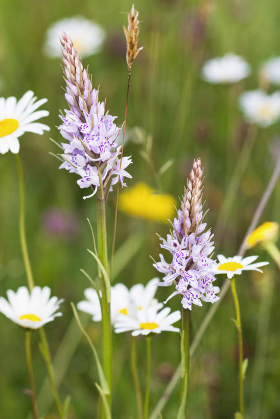 无人,竖图,彩色,室外,特写,白天,草地,美景,植物,英国,欧洲,中国,亚洲,景观,野花,英格兰,云南,草,花,粉色,白色,自然,夏天,景色,摄影,五颜六色,色彩斑斓,西欧,自然风光,五彩缤纷,大不列颠,东亚,云南省,大不列颠及北爱尔兰联合王国,大不列颠及爱尔兰联合王国,中华人民共和国,西南地区,五彩斑斓,滇,文山,文山州,文山壮族苗族自治州,萨塞克斯,萨塞克斯郡,苏塞克斯,五光十色,东萨塞克斯郡,彩图,大不列颠王国,大英帝国,联合王国,日不落帝国,丘北县,对焦,南丘村
