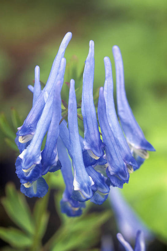 无人,竖图,室外,特写,白天,美景,植物,英国,景观,花,花瓣,蓝色,自然,景色,摄影,自然风光,紫堇,彩图,对焦,多年生植物