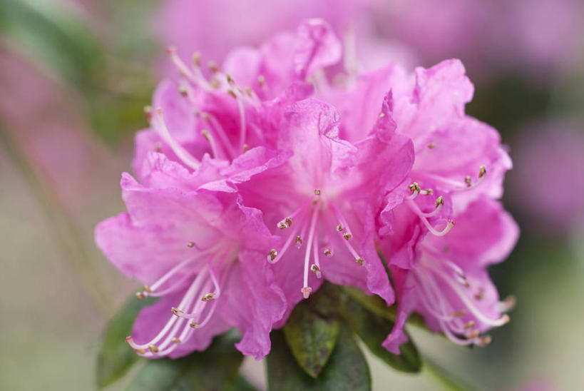无人,横图,室外,特写,白天,美景,植物,杜鹃花,英国,景观,杜鹃,野花,花,花瓣,一个,粉色,自然,春天,景色,摄影,单个,灌木,喜悦,克制,自然风光,落叶树,红杜鹃,满山红,清明花,清时,山踯躅,红踯躅,节制,欣喜,山石榴,映山红,彩图,对焦
