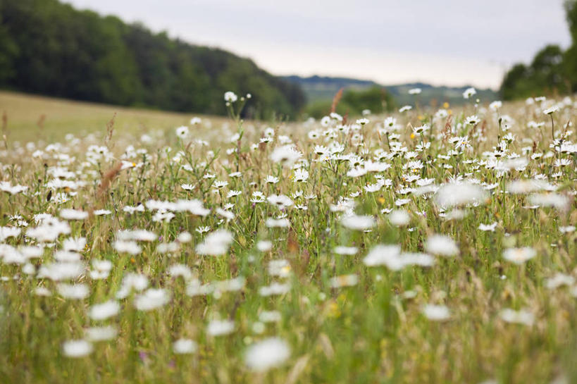 无人,横图,彩色,室外,特写,白天,草地,美景,植物,英国,欧洲,中国,亚洲,地形,景观,野花,英格兰,云南,草,花,白色,自然,夏天,景色,摄影,五颜六色,色彩斑斓,西欧,自然风光,五彩缤纷,大不列颠,东亚,云南省,大不列颠及北爱尔兰联合王国,大不列颠及爱尔兰联合王国,中华人民共和国,西南地区,五彩斑斓,滇,文山,文山州,文山壮族苗族自治州,萨塞克斯,萨塞克斯郡,苏塞克斯,五光十色,东萨塞克斯郡,彩图,大不列颠王国,大英帝国,联合王国,日不落帝国,丘北县,南丘村