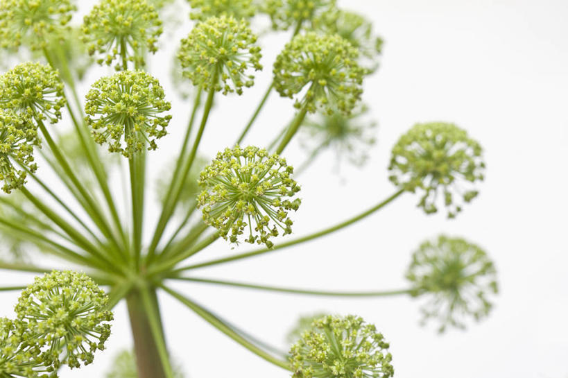 无人,横图,室内,特写,白天,白色背景,侧面,美景,植物,当归,英国,景观,花,一个,绿色,自然,夏天,景色,摄影,单个,脆弱,草本,自然风光,彩图,影棚拍摄,对焦