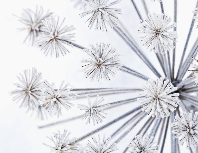 无人,横图,室外,特写,白天,侧面,美景,植物,当归,英国,盛开,景观,冬天,花蕾,霜,花,花瓣,花朵,鲜花,一朵,一个,白色,灰色,自然,花苞,花蕊,景色,寒冷,摄影,单个,脆弱,草本,自然风光,彩图,对焦