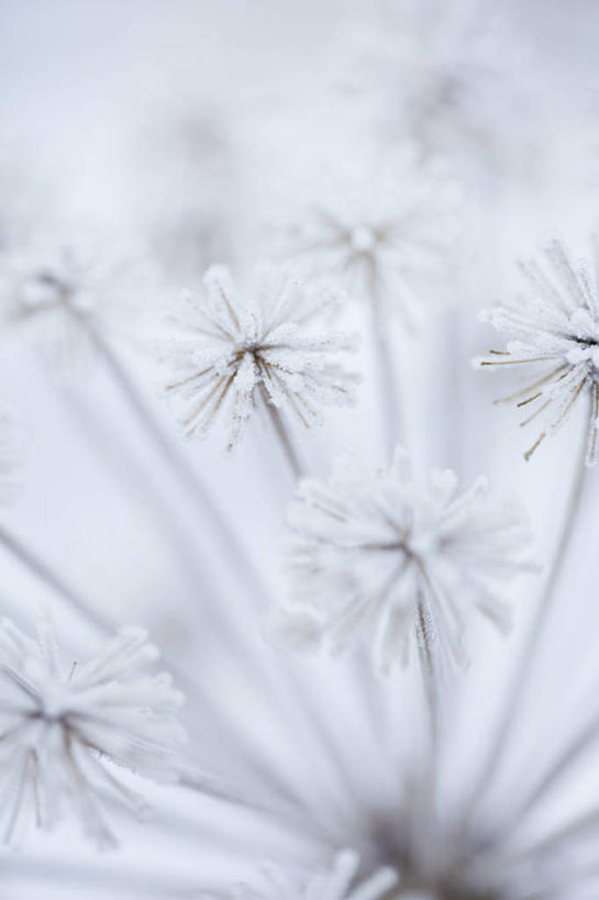 无人,竖图,室外,特写,白天,美景,植物,当归,英国,景观,冬天,种子,霜,花,一个,白色,灰色,自然,景色,寒冷,摄影,单个,脆弱,草本,自然风光,彩图,全画面,全框架,全帧,全画幅,对焦