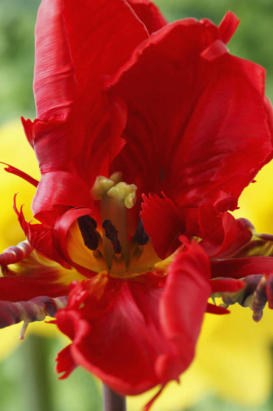 无人,竖图,彩色,室外,特写,白天,美景,植物,郁金香,蔬菜,英国,新鲜,景观,食品,花,花瓣,食物,一个,红色,自然,春天,景色,摄影,有机食品,绿色食品,单个,五颜六色,色彩斑斓,鹦鹉郁金香,自然风光,五彩缤纷,五彩斑斓,五光十色,彩图