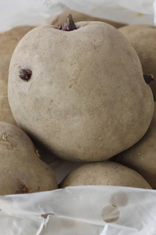 无人,竖图,室内,特写,白天,农业,美景,植物,蔬菜,英国,景观,园艺,冬天,褐色,种子,自然,景色,摄影,生长,自然风光,马铃薯,彩图,对焦,二月