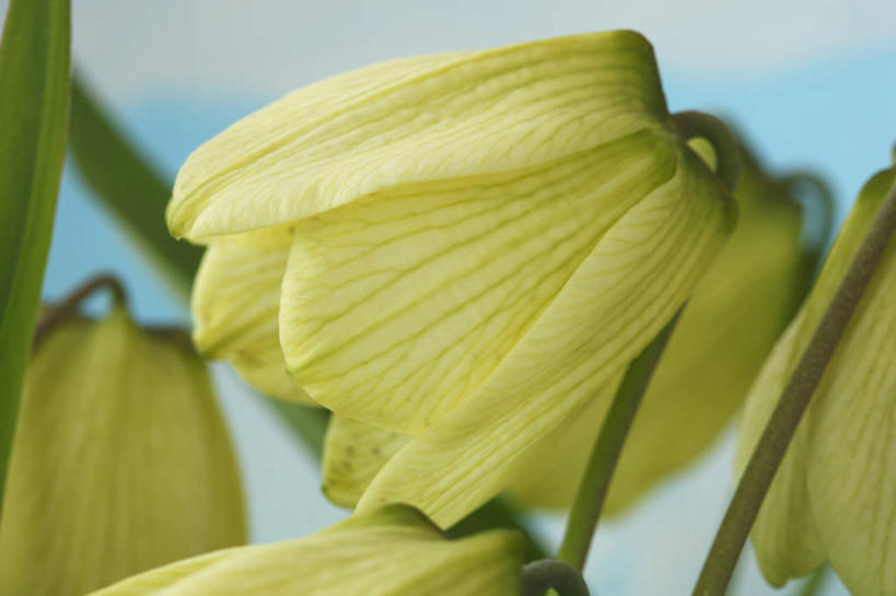 无人,横图,室外,特写,白天,美景,植物,蔬菜,英国,新鲜,景观,食品,花,花瓣,食物,一个,黄色,绿色,自然,春天,景色,摄影,有机食品,绿色食品,单个,自然风光,贝母,彩图