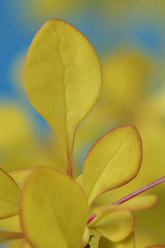 无人,竖图,彩色,室外,特写,白天,美景,植物,叶子,英国,景观,三个,黄色,自然,春天,景色,摄影,灌木,五颜六色,色彩斑斓,自然风光,五彩缤纷,落叶树,五彩斑斓,日本小檗,五光十色,彩图,对焦