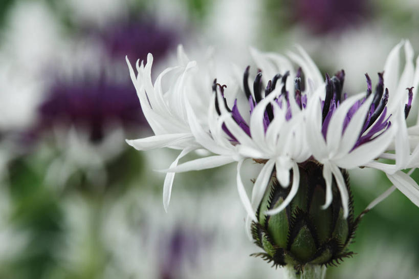 无人,横图,室外,特写,白天,侧面,美景,植物,英国,景观,花,花瓣,一个,紫色,白色,自然,春天,景色,摄影,单个,自然风光,柔焦,山矢车菊,彩图