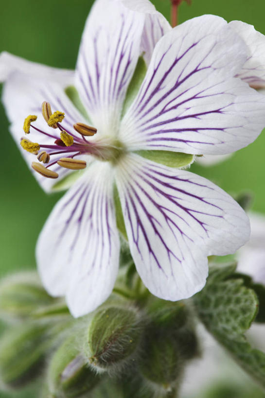 无人,竖图,室外,特写,白天,热情,美景,植物,英国,盛开,景观,花蕾,花,花瓣,花朵,鲜花,一朵,白色,阳光,自然,春天,花苞,花蕊,太阳花,景色,摄影,天竺葵,自然风光,式样,牻牛儿苗,彩图,对焦,多年生植物