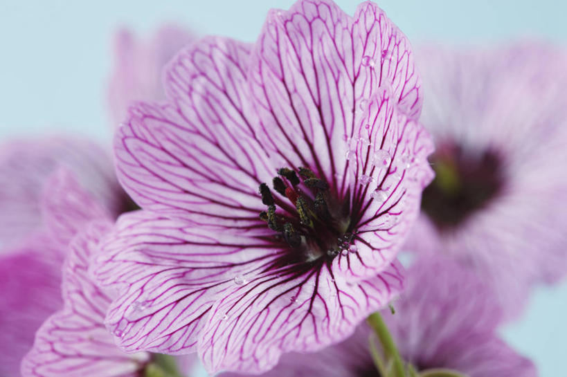 无人,横图,彩色,室内,特写,白天,热情,美景,植物,英国,条纹,景观,花,花瓣,一个,粉色,阳光,自然,夏天,太阳花,景色,摄影,单个,五颜六色,色彩斑斓,自然风光,五彩缤纷,五彩斑斓,五光十色,牻牛儿苗,彩图,影棚拍摄,对焦,多年生植物