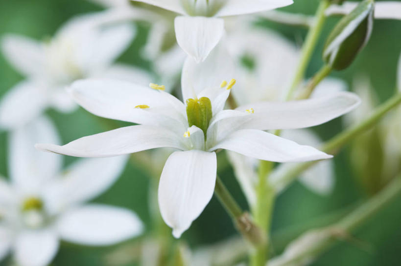 无人,横图,室外,特写,白天,美景,植物,蔬菜,英国,新鲜,景观,食品,花,花瓣,食物,白色,自然,春天,景色,摄影,有机食品,绿色食品,脆弱,自然风光,苍白,七瓣莲,彩图