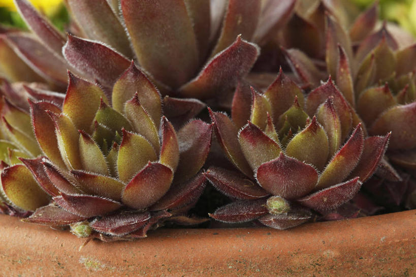 无人,横图,室外,特写,白天,侧面,美景,植物,叶子,花盆,英国,景观,褐色,一个,自然,容器,景色,摄影,单个,石莲花,粘土,荆棘,自然风光,青铜,彩图,肉质植物,对焦,长生花