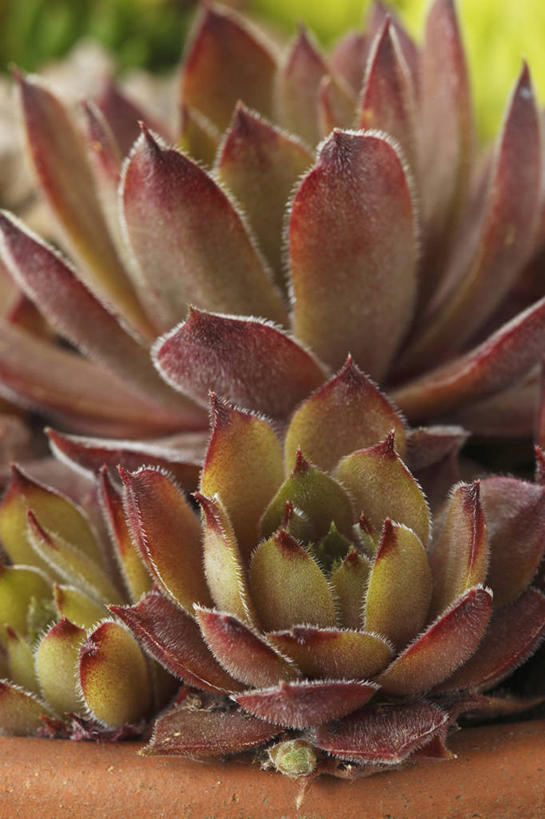 无人,竖图,室外,特写,白天,侧面,美景,植物,叶子,花盆,英国,景观,褐色,一个,自然,容器,景色,摄影,单个,石莲花,粘土,荆棘,自然风光,青铜,彩图,肉质植物,对焦,长生花