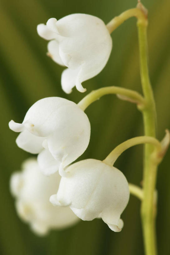 无人,竖图,室外,特写,白天,美景,植物,英国,景观,花,花瓣,三个,绿色,白色,自然,春天,景色,摄影,铃兰,自然风光,彩图,对焦,多年生植物