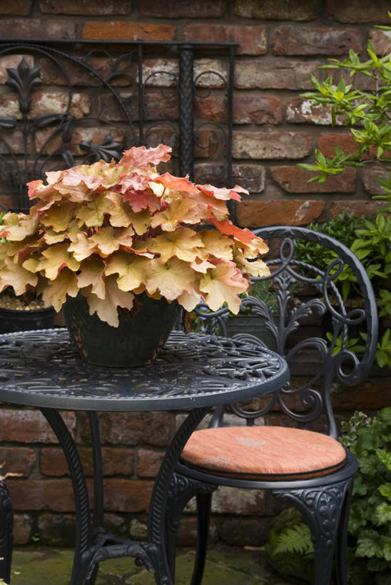 无人,竖图,室外,特写,白天,美景,植物,家具,桌子,叶子,椅子,花盆,英国,铁,金属,景观,院子,一个,自然,容器,夏天,景色,摄影,单个,自然风光,青铜,兰开夏,彩图,对焦,多年生植物