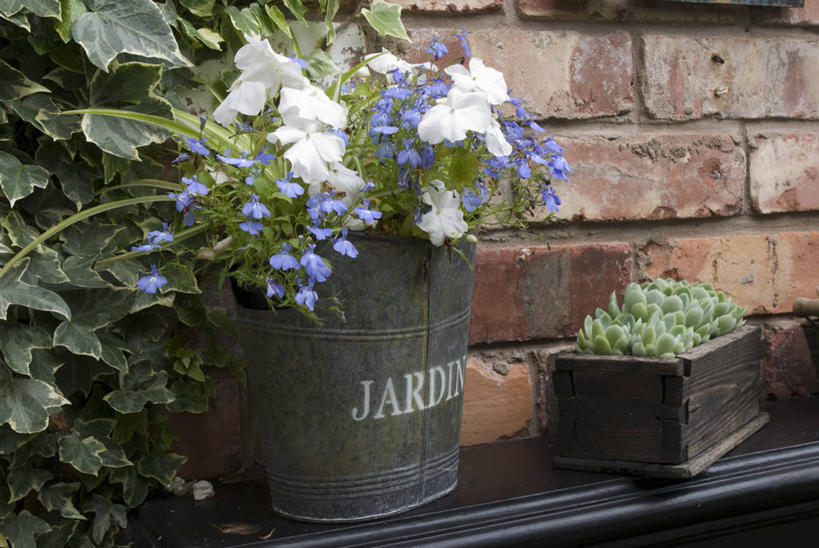 无人,横图,室外,白天,爱情,美景,植物,叶子,花盆,英国,环保,金属,木制,砖,墙,景观,宝石花,床上用品,盒子,两个,自然,容器,夏天,景色,摄影,能源,回收,资源,石莲花,自然风光,利用,低碳,循环,循环利用,板条箱,勤劳,持续,兰开夏,彩图,肉质植物,对焦,半边莲属