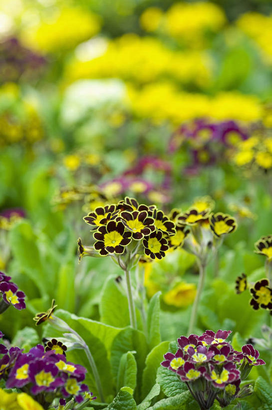 无人,竖图,室外,白天,美景,植物,英国,景观,花,花瓣,黄色,黑色,自然,春天,景色,摄影,自然风光,樱草花,式样,彩图,对焦,多年生植物