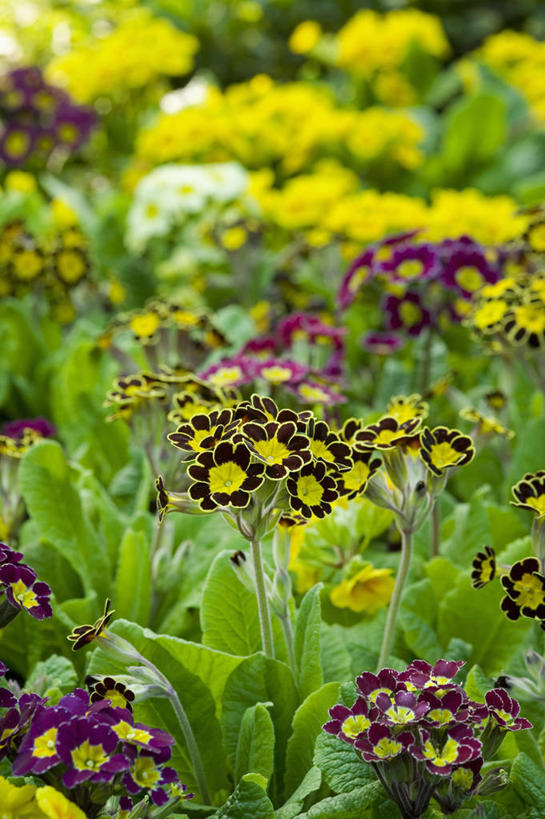 无人,竖图,室外,白天,美景,植物,英国,景观,花,花瓣,黄色,黑色,自然,春天,景色,摄影,自然风光,樱草花,式样,彩图,多年生植物