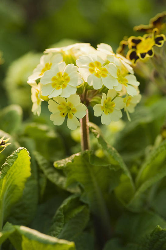 无人,竖图,室外,特写,白天,美景,植物,英国,景观,花,花瓣,黄色,自然,奶油,春天,景色,摄影,自然风光,樱草花,彩图,对焦