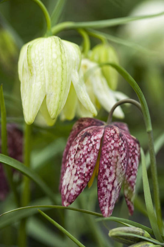 无人,竖图,室外,特写,白天,美景,植物,蔬菜,英国,新鲜,景观,食品,花,花瓣,食物,红色,白色,自然,春天,景色,摄影,有机食品,绿色食品,自然风光,柔焦,花格贝母,豹纹蝶,式样,贝母,彩图