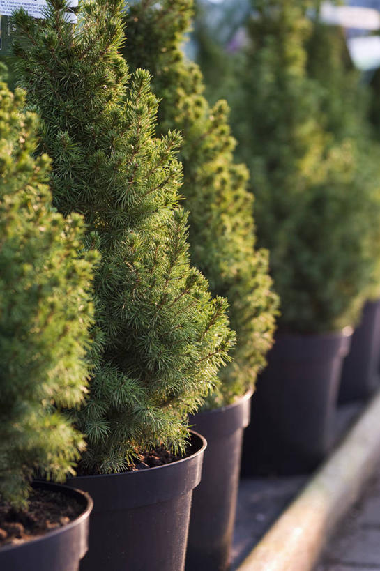 无人,横图,竖图,室外,白天,美景,植物,松树,叶子,花盆,英国,塑胶,景观,树,绿色,自然,容器,景色,摄影,自然风光,常绿树,彩图,白云杉,对焦