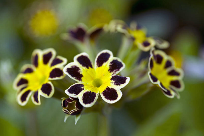 无人,横图,室外,特写,白天,美景,植物,英国,景观,花,花瓣,黄色,黑色,自然,春天,景色,摄影,自然风光,樱草花,式样,彩图