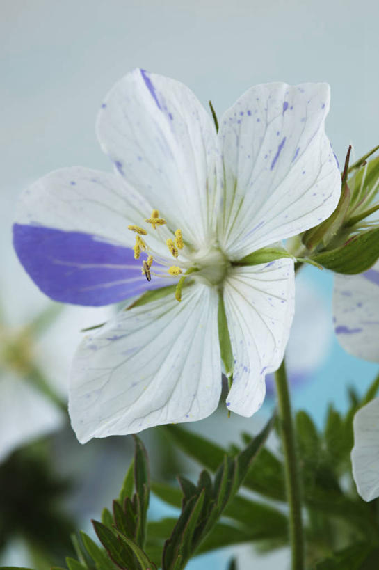 无人,竖图,室内,特写,白天,热情,美景,植物,英国,景观,花,花瓣,一个,紫色,白色,阳光,自然,夏天,太阳花,景色,摄影,单个,天竺葵,自然风光,式样,牻牛儿苗,彩图,影棚拍摄,对焦,多年生植物