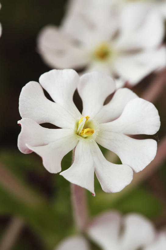 无人,竖图,室外,特写,白天,美景,植物,英国,景观,花,花瓣,一个,白色,自然,夏天,景色,摄影,单个,自然风光,苍白,彩图,多年生植物