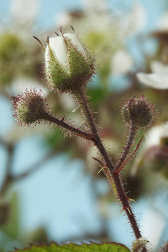 无人,竖图,室外,特写,白天,美景,植物,浆果,英国,景观,褐色,茎,花蕾,花,三个,自然,夏天,景色,摄影,生长,灌木,雄蕊,自然风光,落叶树,黑刺莓,彩图