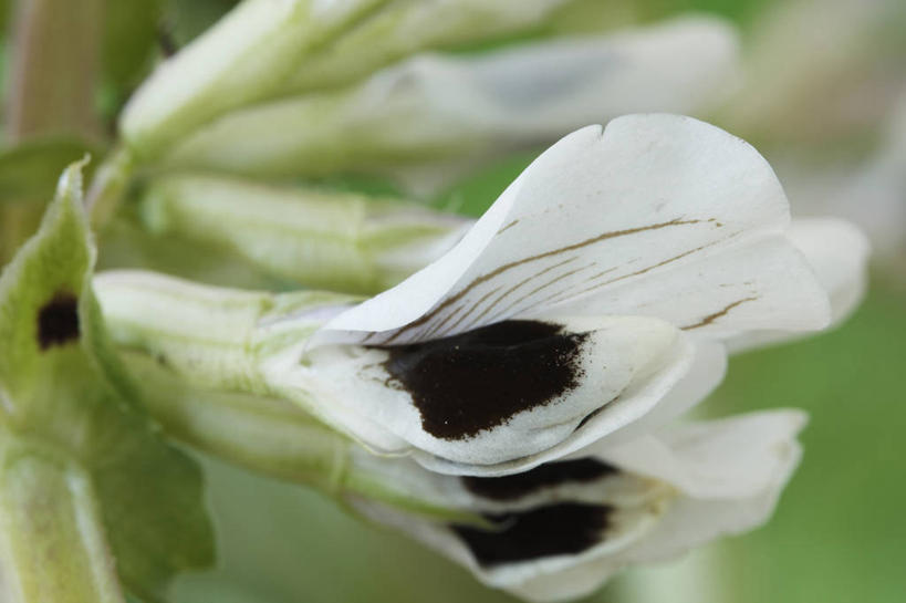 无人,横图,室外,特写,白天,美景,植物,蔬菜,英国,斑点,景观,食品,蚕豆,饮食,花,白色,黑色,自然,夏天,景色,摄影,清新,自然风光,式样,彩图
