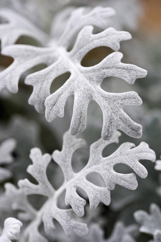 无人,竖图,室外,特写,白天,美景,植物,叶子,英国,景观,白色,灰色,自然,夏天,景色,摄影,自然风光,瓜叶菊,彩图,对焦