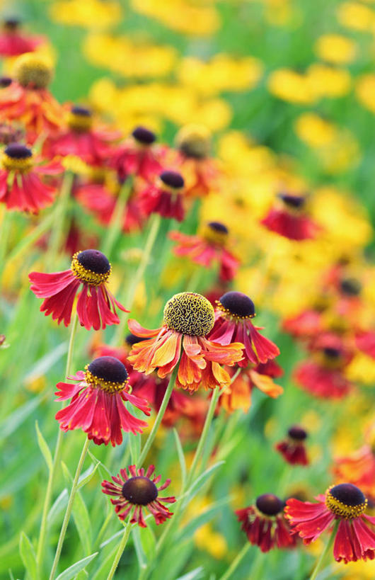 无人,竖图,室外,特写,白天,美景,植物,英国,许多,景观,很多,花,花瓣,红色,自然,夏天,橙色,景色,摄影,金花菊,自然风光,彩图,对焦,多年生植物