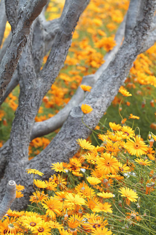 无人,竖图,室外,特写,白天,美景,植物,南非,许多,景观,树皮,枝,首都,很多,花,花瓣,树,黄色,灰色,自然,夏天,橙色,景色,摄影,自然风光,开普敦,彩图