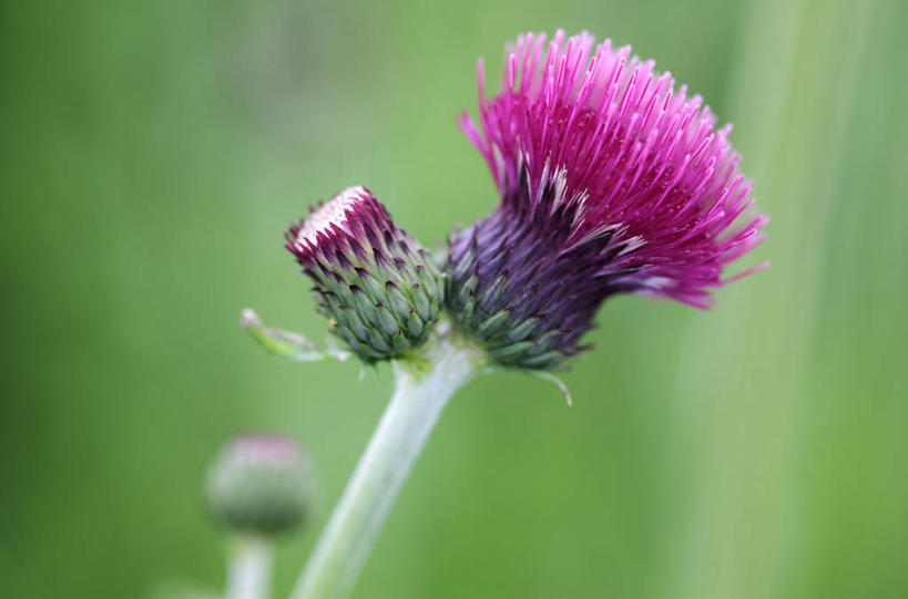 无人,横图,室外,特写,白天,美景,植物,英国,景观,花,花瓣,一个,粉色,自然,夏天,蓟,景色,摄影,单个,自然风光,彩图,对焦,多年生植物