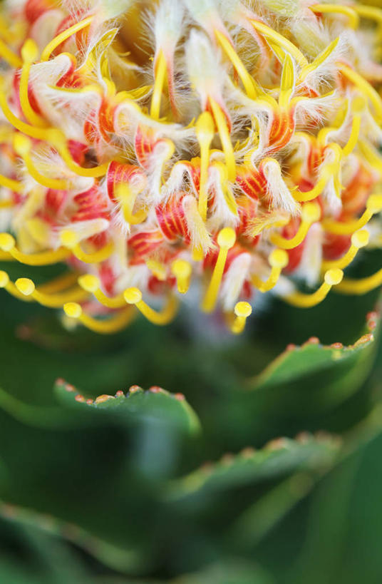 无人,竖图,彩色,室外,特写,白天,美景,植物,南非,景观,首都,花,花瓣,一个,黄色,自然,橙色,景色,摄影,单个,五颜六色,针垫花,色彩斑斓,自然风光,五彩缤纷,开普敦,五彩斑斓,五光十色,彩图,对焦