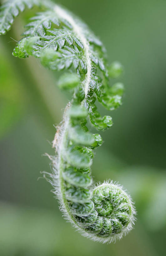 无人,竖图,室外,特写,白天,美景,植物,叶子,英国,开,环绕,缠绕,景观,一个,绿色,自然,景色,摄影,生长,单个,蕨类,清新,自然风光,纠缠,螺线,复叶,欧洲蕨,彩图,卷须