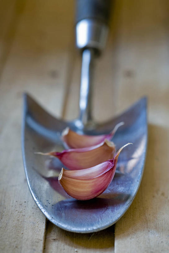 无人,竖图,室内,特写,白天,美景,植物,静物,英国,种植,不锈钢,金属,景观,园艺,食品,设备,饮食,物品,三个,紫色,自然,景色,摄影,蒜瓣,泥刀,草本,自然风光,大蒜,彩图,对焦