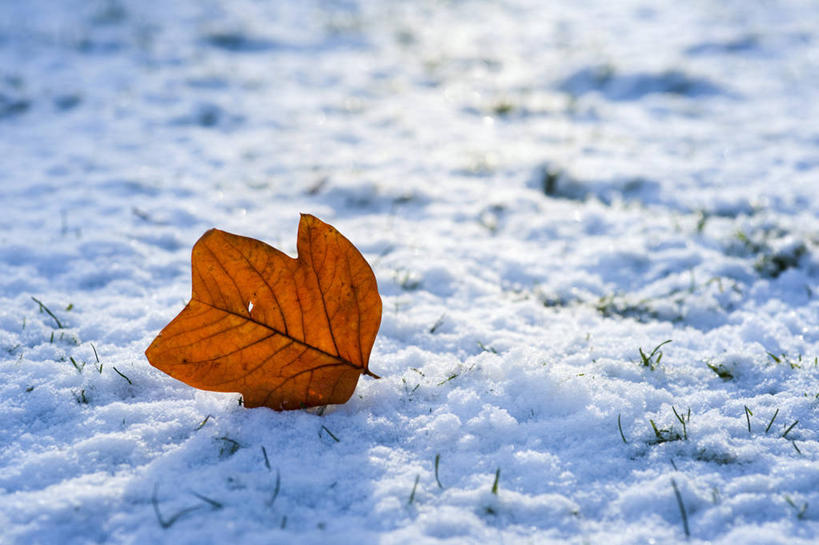 无人,横图,室外,特写,白天,美景,雪,植物,叶子,英国,阴影,景观,冬天,一个,红色,蓝色,白色,自然,景色,寒冷,摄影,单个,自然风光,逆光,郁金香树,彩图,对焦