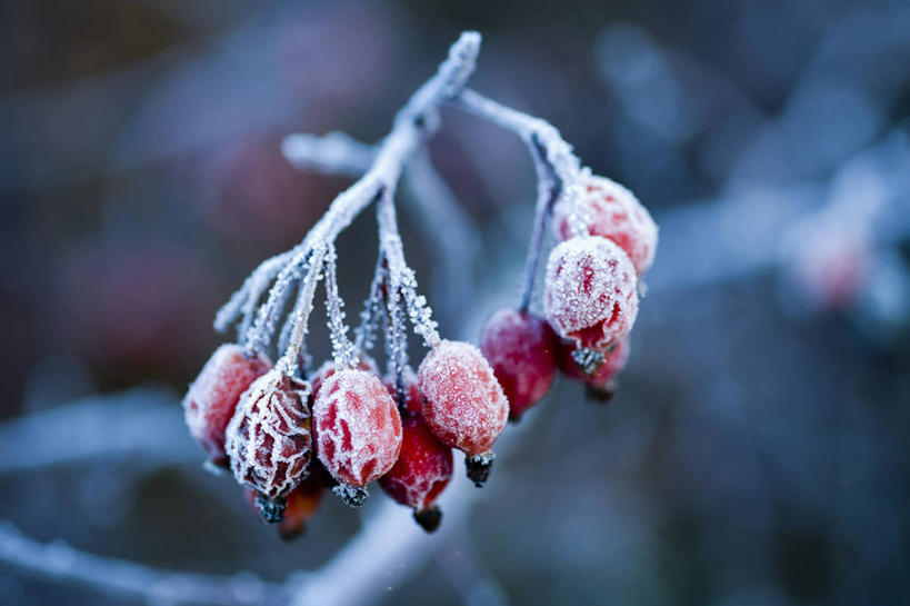 无人,横图,室外,特写,白天,美景,植物,浆果,英国,景观,冬天,霜,红色,灰色,自然,景色,寒冷,摄影,臀,自然风光,彩图,对焦