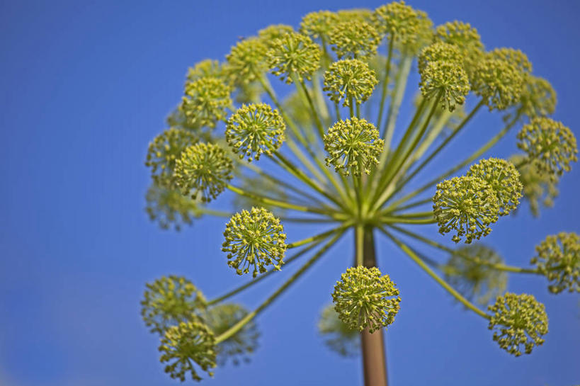 无人,横图,室外,特写,白天,美景,植物,当归,英国,景观,草药,花,一个,黄色,蓝色,天空,自然,景色,摄影,单个,草本,自然风光,式样,彩图,对焦,二年生植物
