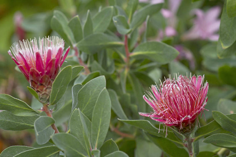 无人,横图,室外,特写,白天,美景,植物,英国,景观,花,两个,粉色,自然,景色,摄影,自然风光,普罗梯亚木,彩图,对焦
