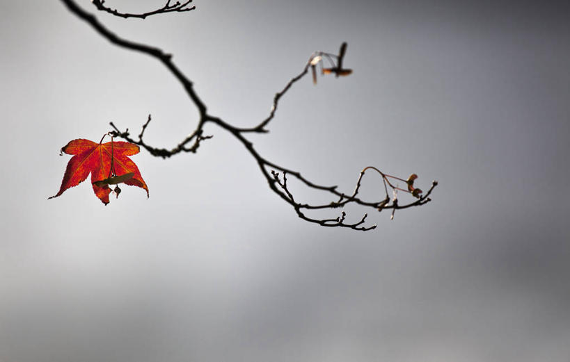 无人,横图,室外,特写,白天,美景,植物,枫树,叶子,英国,景观,枝,树,一个,红色,自然,景色,摄影,单个,脆弱,自然风光,决心,嫩枝,秋天,鸡爪枫,彩图