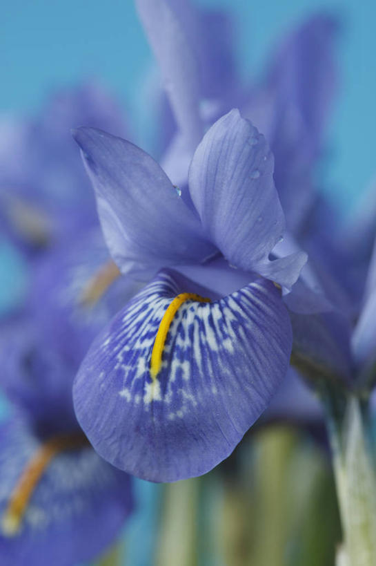 无人,竖图,室外,特写,白天,美景,植物,英国,景观,花,花瓣,一个,蓝色,自然,春天,景色,摄影,单个,自然风光,剑桥郡,彩图,对焦,多年生植物