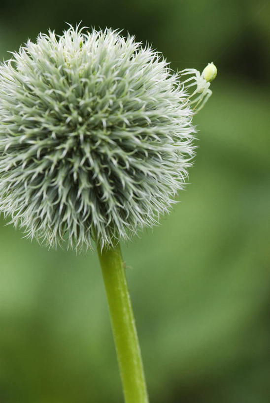 无人,竖图,室外,特写,白天,侧面,美景,植物,野生动物,英国,蜘蛛,景观,花,一个,绿色,灰色,自然,动物,球体,景色,摄影,单个,自然风光,决心,蓝刺头,彩图,对焦,多年生植物