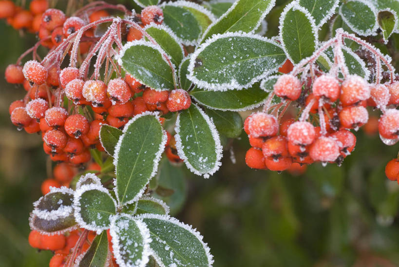 无人,横图,室外,特写,白天,美景,植物,浆果,叶子,英国,景观,冬天,霜,红色,绿色,自然,景色,寒冷,摄影,自然风光,火棘,彩图,对焦
